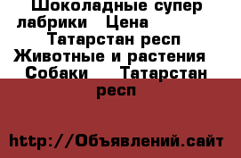 Шоколадные супер лабрики › Цена ­ 18 000 - Татарстан респ. Животные и растения » Собаки   . Татарстан респ.